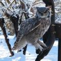 Great Horned (light) Great Horned (light)